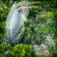 florida-2013-images-101-nas