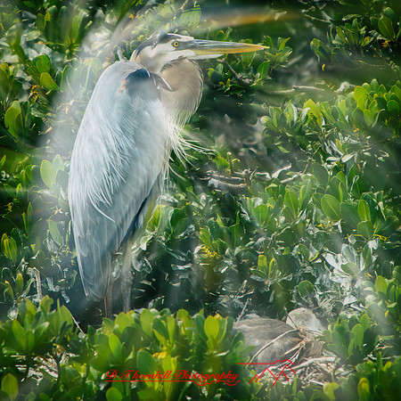 florida-2013-images-101-nas