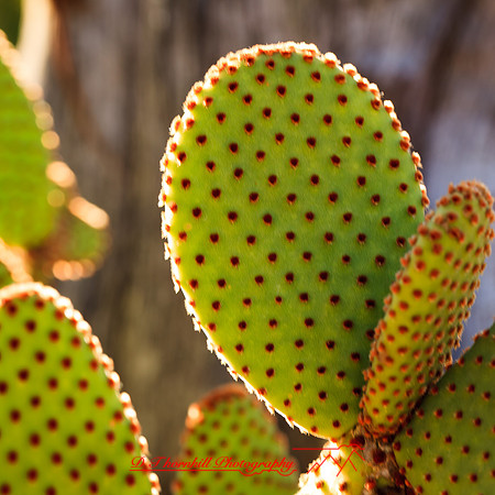 florida-nov-2014-flowers-019