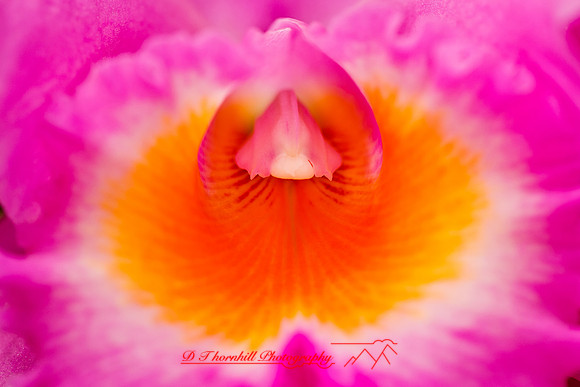 florida-flowers-2011-46-nik