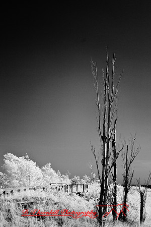 tawas-state-park-infrared-2008_021