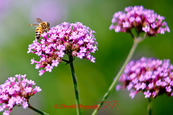 dow-gardens-2010_11