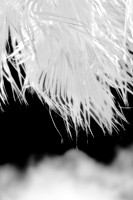 florida-2008-nature-infrared_04.jpg