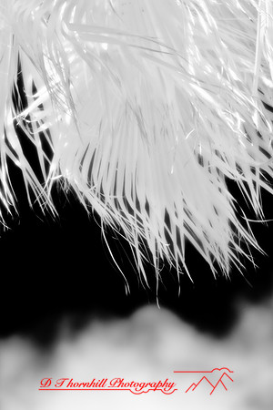 florida-2008-nature-infrared_04.jpg