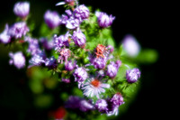 shiawassee_september_2007-09