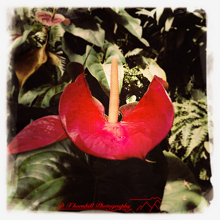florida-2014-iphone-flowers-006