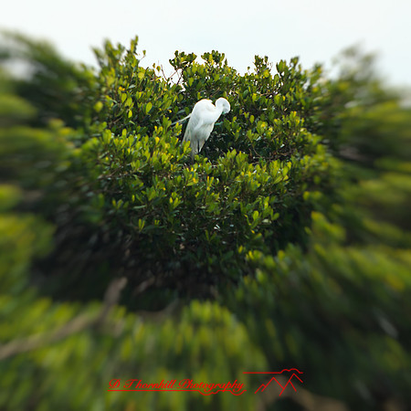florida-2014-birds-004-nas