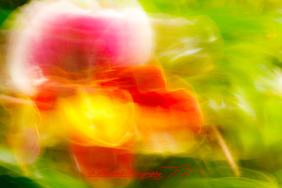 florida-flowers-2011-41