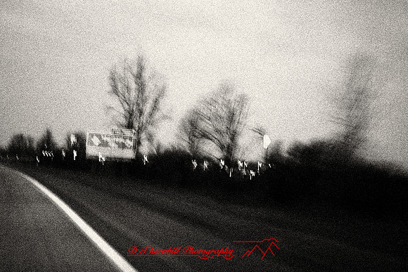 the-drive-2009_19-nik.jpg