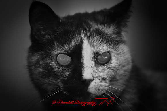 infrared-2009-pets_14.jpg