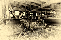 assorted_images-2011-53-nas