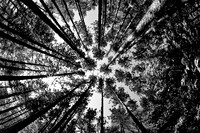 assorted_images-2007-10