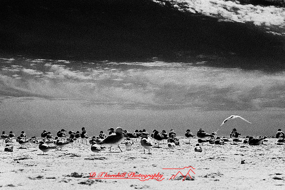 florida-2010-infrared-wildlife_03-nik