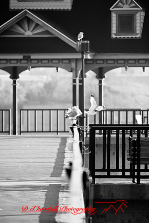 bay_city_images_2007-16