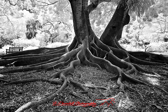 florida-2008-nature-infrared_37.jpg