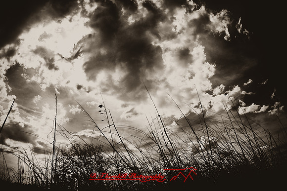 florida-2009-nature-infrared_15-nik.jpg