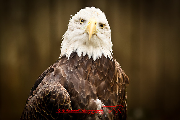saginaw-zoo-2011-03