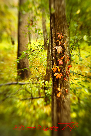shiawassee-oct-2010_23