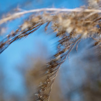 shaiawasses-april-2013-09
