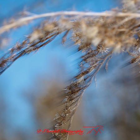 shaiawasses-april-2013-09
