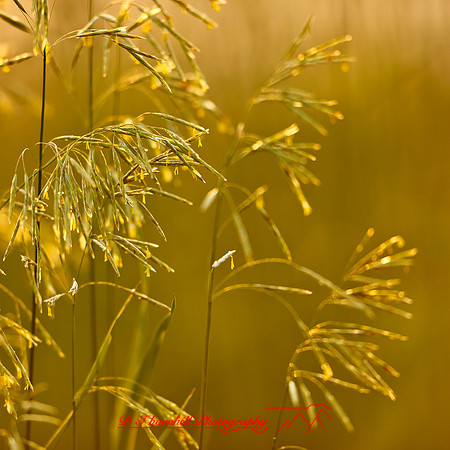 shaiawasses-may-2013-28