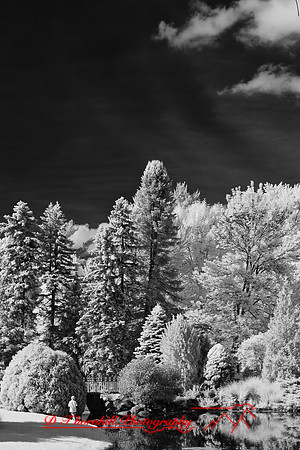 dow-gardens-infrared-2011-06