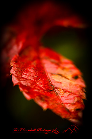 shiawassee-oct-2010_20