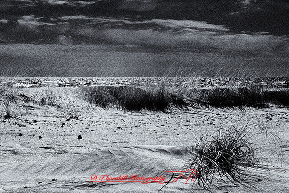florida-2010-infrared-nature_12-nik
