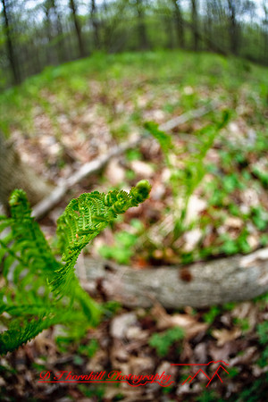 shiawasse_may-2008_17.jpg