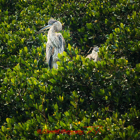 florida-2014-birds-009