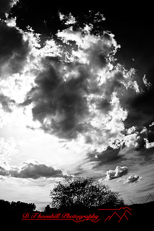 florida-2009-nature-infrared_14.jpg