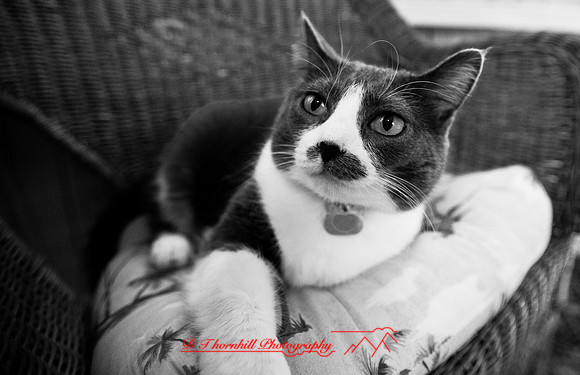 bastet_052