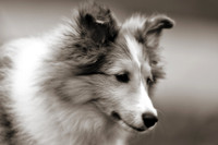 willy-2011-4-nas