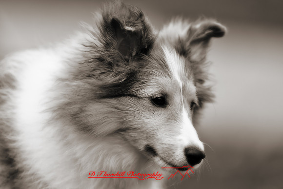 willy-2011-4-nas