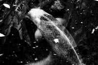 florida-2008-wildlife-infrared_06-nik.jpg