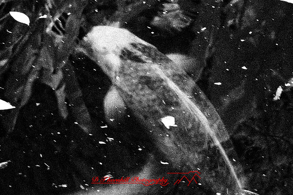 florida-2008-wildlife-infrared_06-nik.jpg