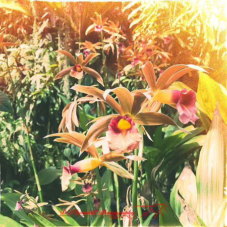 florida-2014-iphone-flowers-008