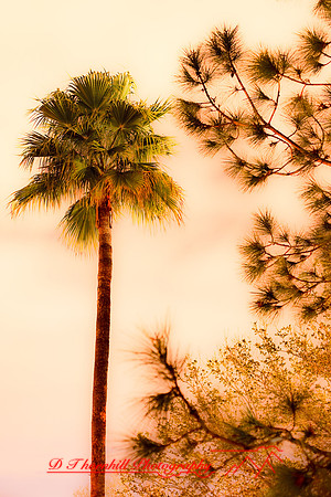 florida-2010-nature_05
