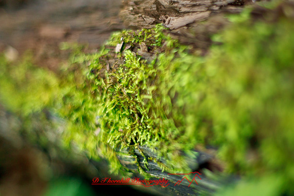 shiawassee-aug-2012-25-nas