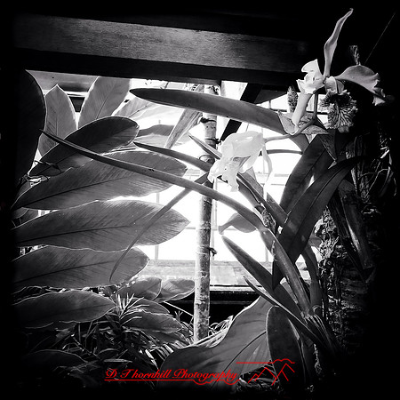 florida-2014-iphone-flowers-020