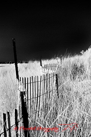 tawas-state-park-infrared-2008_008