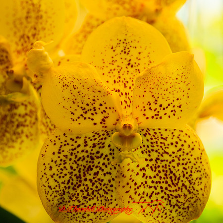 florida-nov-2014-flowers-009