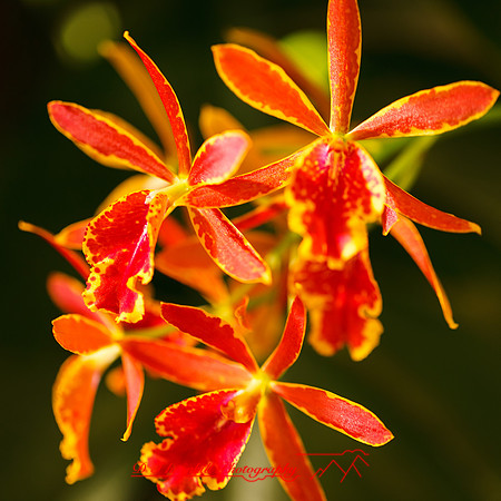 florida-nov-2014-flowers-011