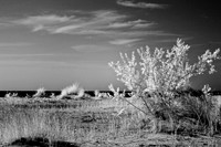 tawas-state-park-infrared-2008_014