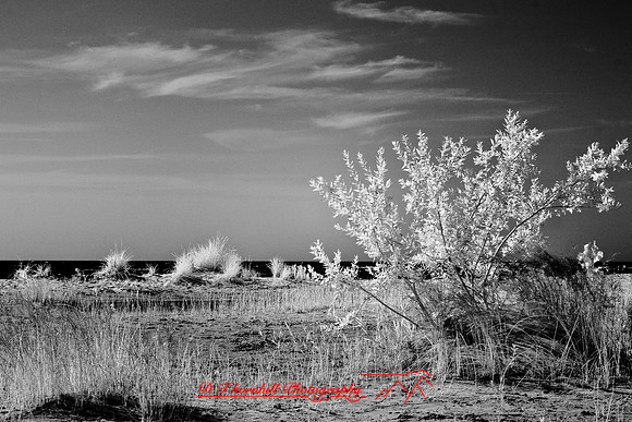 tawas-state-park-infrared-2008_014
