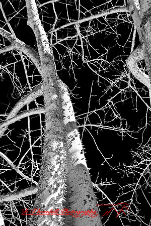 florida-2008-nature-infrared_39-nik.jpg