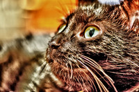 ramsses-2011-03-nik_HDR