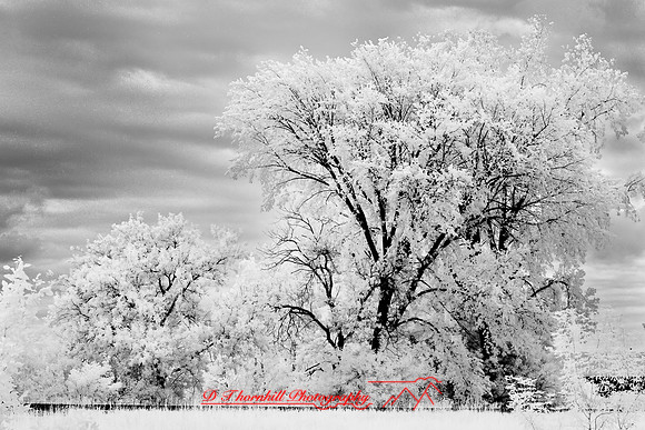 bay_city-infrared-2008_11