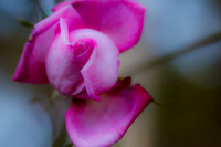 florida-flowers-2011-04