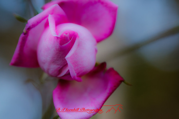 florida-flowers-2011-04